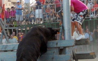 Escaping from the bull